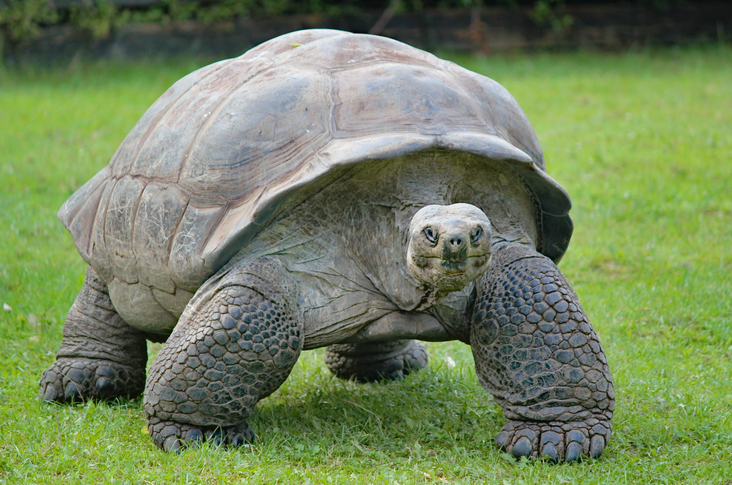 Turtle posture is real, and there’s a good chance you’re guilty of it.